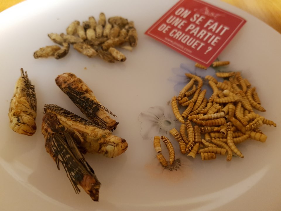On prend un ver(re) avec Jimini's : manger des insectes - miss-elka